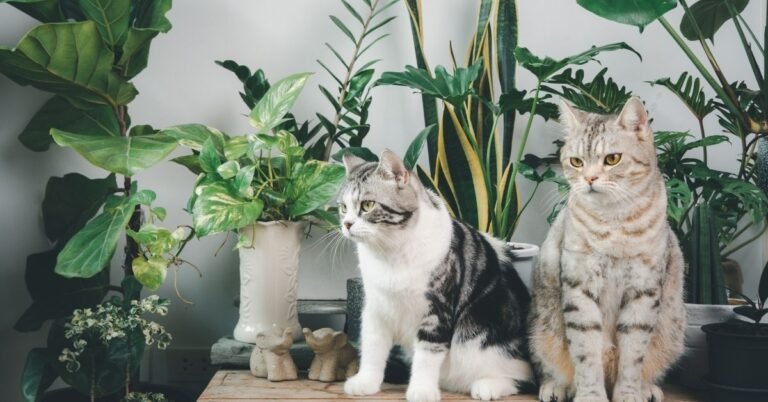 cats sitting among plants