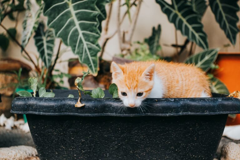 3 Beginner Friendly Cat Safe Plants I Actually Own